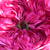 Roze - Centifolia roos - Rose des Peintres